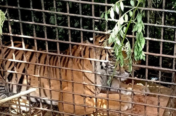 Harimau yang Berkonflik dengan Manusia di Sumatera Selatan, Masuk Perangkap. Pertanda Baik?